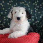 1629777110 180 Bobtail eller Old English Sheepdog