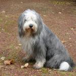 1629777110 242 Bobtail eller Old English Sheepdog