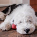 1629777110 37 Bobtail eller Old English Sheepdog