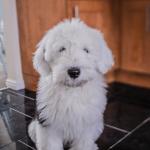 1629777110 44 Bobtail eller Old English Sheepdog