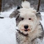 1629777110 581 Bobtail eller Old English Sheepdog