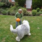 1629777110 595 Bobtail eller Old English Sheepdog