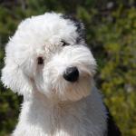 1629777110 815 Bobtail eller Old English Sheepdog