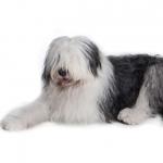 1629777110 984 Bobtail eller Old English Sheepdog