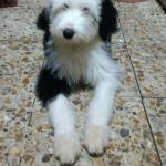 1629777111 553 Bobtail eller Old English Sheepdog