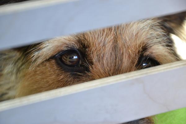 Fordeler med å ha en seterhund - Velg klokt