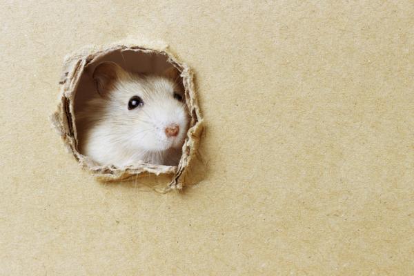 Hamsterhus - Typer og anbefalinger - Hvordan lage hjemmelagde hamsterhus?