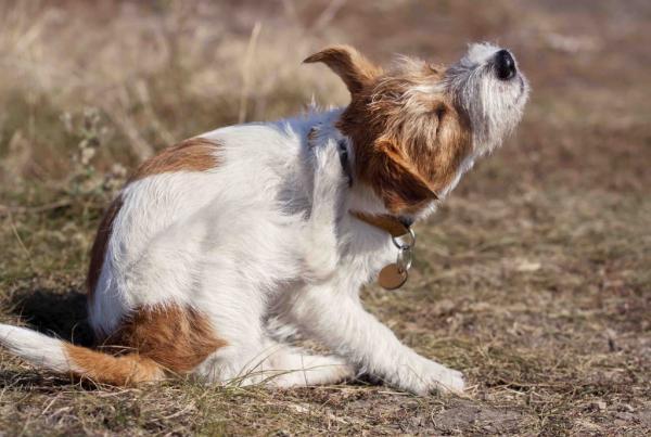Hårfelling hos hunder - Symptomer, tid og varighet - Symptomer på felling hos hunder