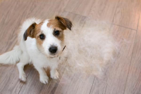 Hårfelling hos hunder - Symptomer, tid og varighet - Hvorfor feller hunder?