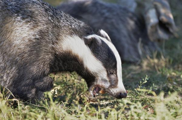 Fôring av grevling - Badger habitat