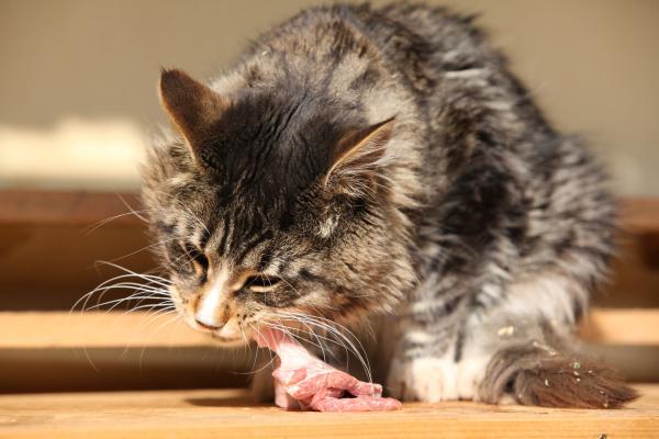 Rå- eller BARF -diett for katter - eksempel, fordeler og tips - opprinnelsen til BARF -dietten hos katter