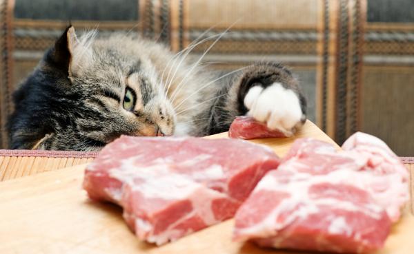 Rå- eller BARF -diett for katter - Eksempel, fordeler og tips - Fordeler med BARF -dietten