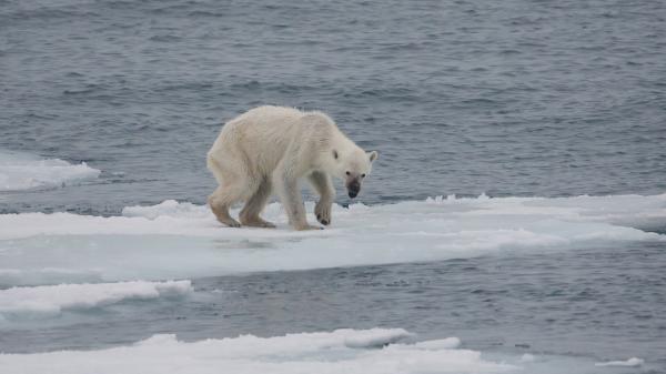 Er isbjørnen i fare for å bli utryddet?  - Hvor mange isbjørner er det igjen i verden?