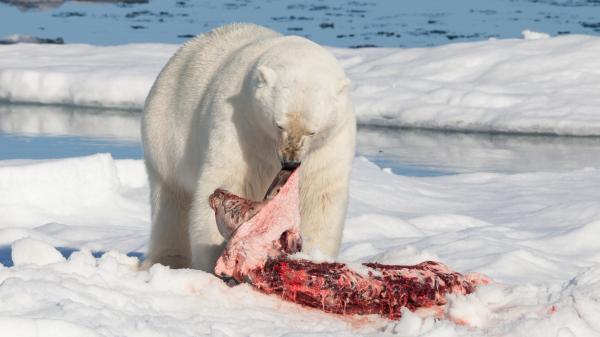 Er isbjørnen i fare for å bli utryddet?  - Egenskapene til isbjørnen