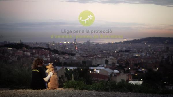 Hvor kan jeg adoptere en hund i Barcelona - La Lliga
