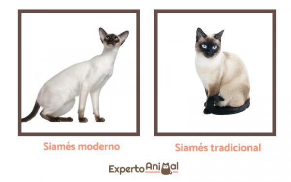 Navn på hann og hunn Siamese katter - Den siamesiske katten