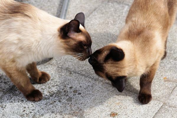 Navn på hann og hunn Siamese katter - Lær hvordan du tar vare på din siamesiske katt