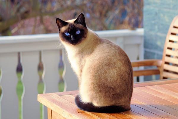 Navn på mannlige og kvinnelige siamesiske katter - navn på mannlige siamesiske katter