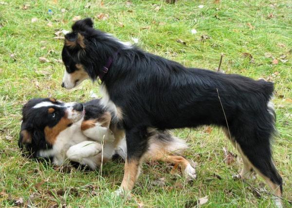 Hunden min er redd for gaten - hvorfor og hva skal jeg gjøre?  - Årsaker til frykt for gaten hos hunder