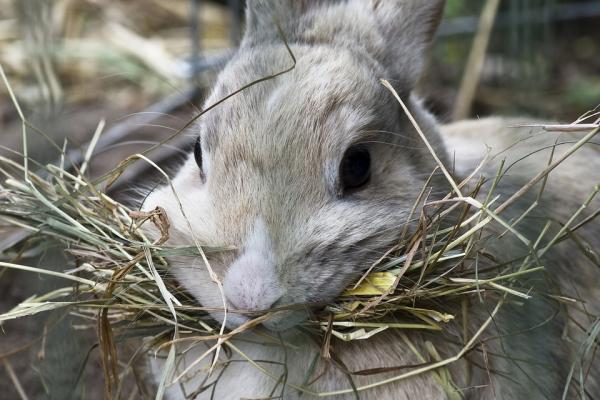 Kaninens tarm ringer - Årsaker og behandling - Tarmobstruksjon hos kaniner