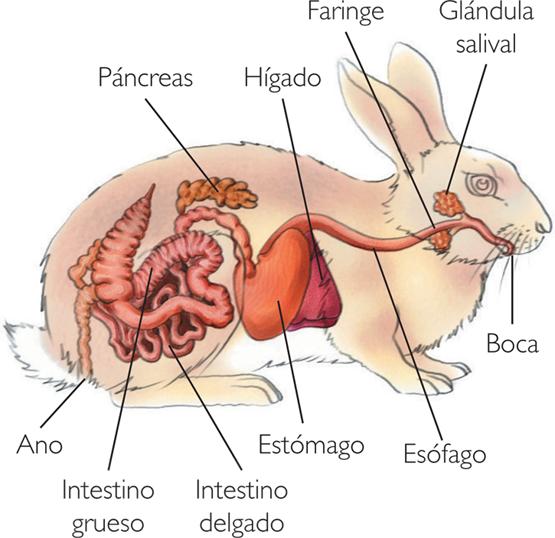 Kaninens tarm ringer - Årsaker og behandling - Kaninens fordøyelsessystem