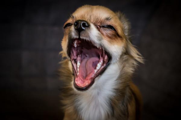 Hoste hos hunder - symptomer, årsaker og behandling - Hoste hos hunder mot faryngitt