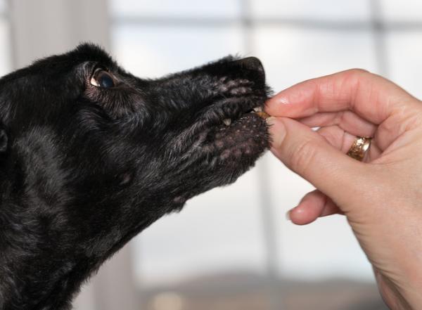 Milbemax hos hunder - bruk og dosering - Hvordan administreres milbemax hos hunder?