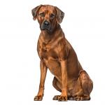 1629840539 578 Rhodesian ridgeback hund