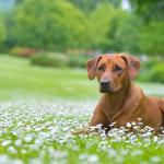 1629840540 215 Rhodesian ridgeback hund