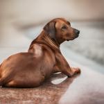 1629840540 406 Rhodesian ridgeback hund