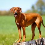 1629840540 594 Rhodesian ridgeback hund