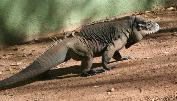 Typer av leguaner - Rhinoceros Iguana
