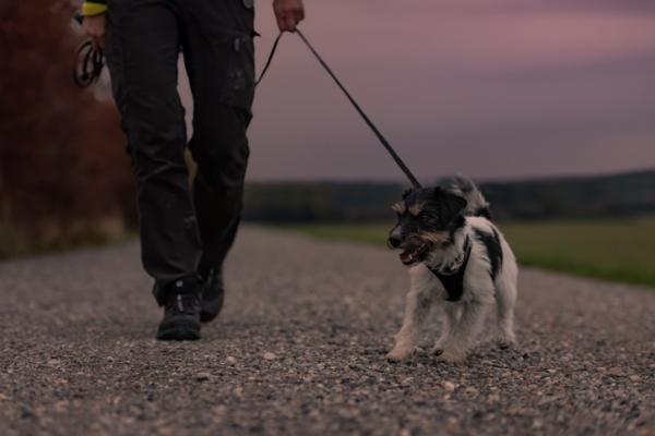 Hunden min tisser hjemme om natten - Årsaker og løsninger - Hva skal jeg gjøre hvis hunden min tisser hjemme om natten?