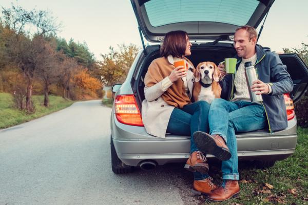 Tips til hunder med frykt for biler - Reise med hunden din som valp