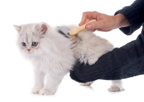 Slik fjerner du persiske kattknuter - Forhindre at persiske kattknuter dukker opp igjen