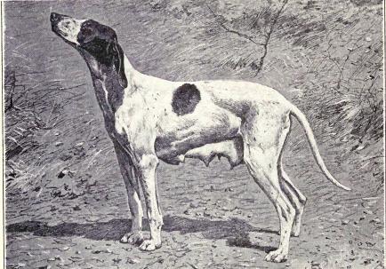 15 utdødde hunderaser i verden - 4. Puy braco