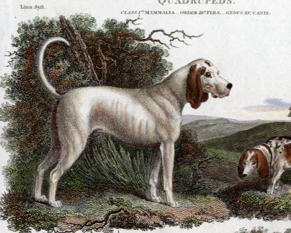 15 utdødde hunderaser i verden - 9. Talbot
