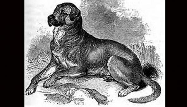 15 utdødde hunderaser i verden - 14. Cuban Dogo