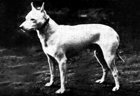 15 utdødde hunderaser i verden - 11. Engelsk hvit terrier