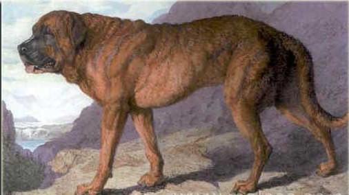 15 utdødde hunderaser i verden - 10. Alpine Mastiff