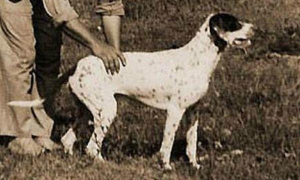 15 utdødde hunderaser i verden - 13. Brasiliansk tracker