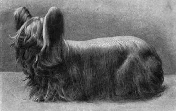 15 utdødde hunderaser i verden - 7. Paisley terrier