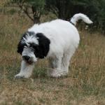 1629884969 121 Polish Plains Sheepdog