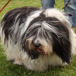 1629884969 15 Polish Plains Sheepdog