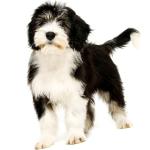 1629884969 560 Polish Plains Sheepdog