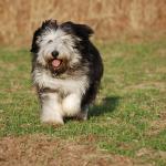 1629884969 628 Polish Plains Sheepdog