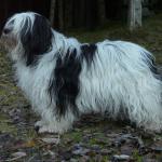 1629884969 745 Polish Plains Sheepdog