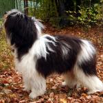 1629884969 889 Polish Plains Sheepdog