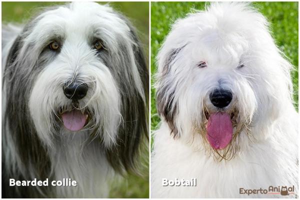 Forskjeller mellom bobtail og bearded collie - Karakteren til den bearded collie og bobtail