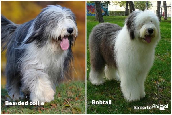 Forskjeller mellom bobtail og skjegget collie - Halen